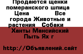 Продаются щенки померанского шпица › Цена ­ 45 000 - Все города Животные и растения » Собаки   . Ханты-Мансийский,Пыть-Ях г.
